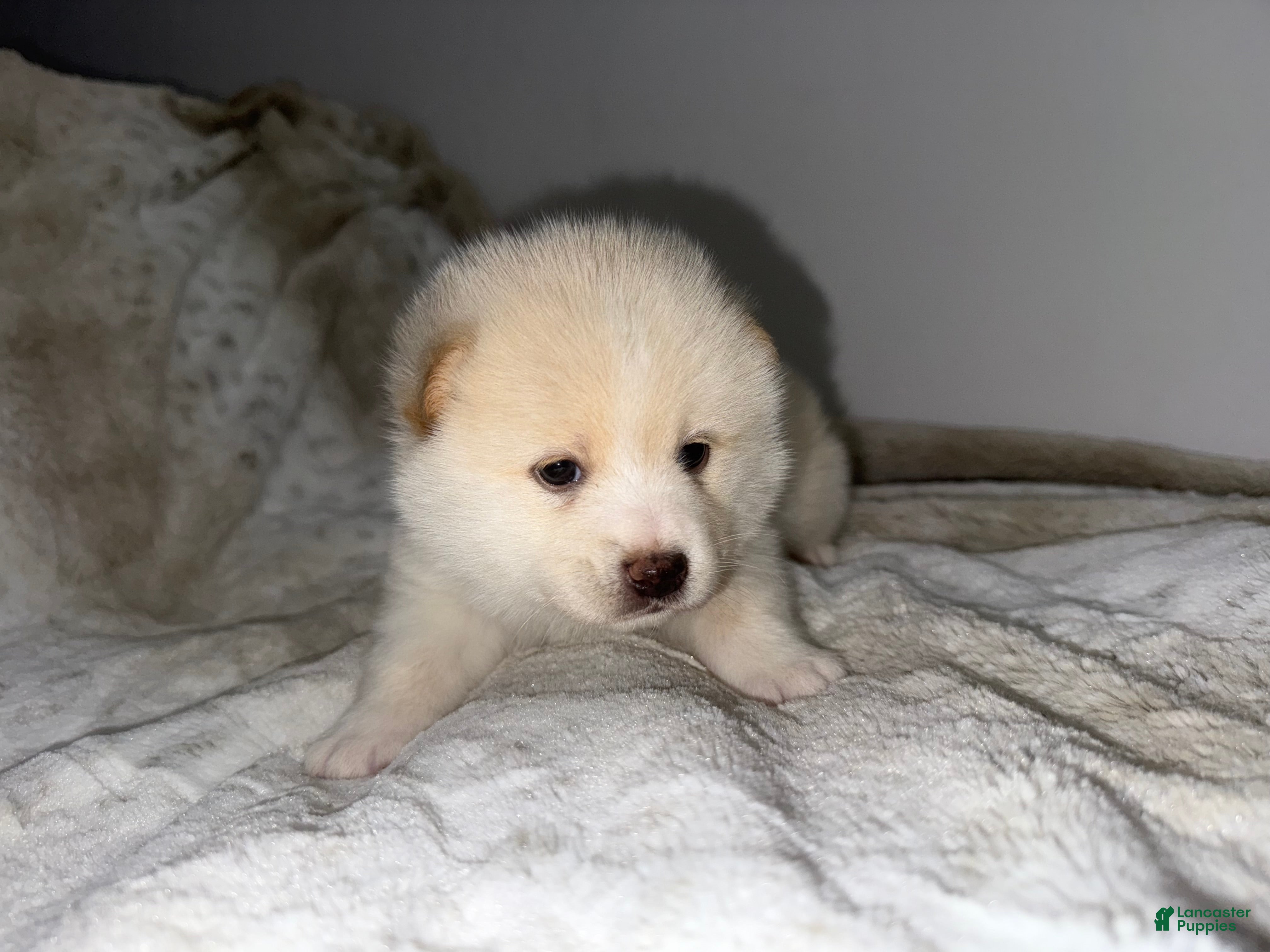 Mixed Breed dogs Atsushi - Ad 2