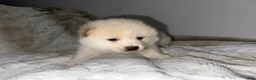 Mixed Breed dogs for sale: Atsushi - Ad 2