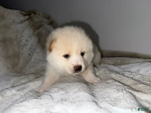 Mixed Breed dogs Atsushi - Ad 2