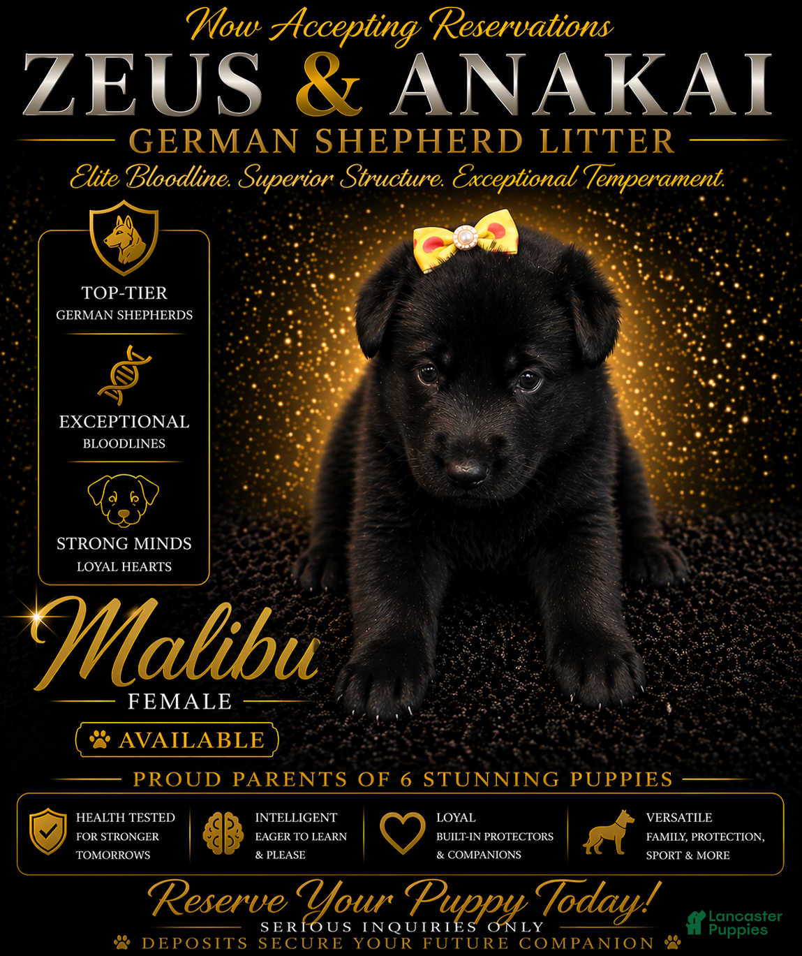 German Shepherd dogs Malibu - Ad 27