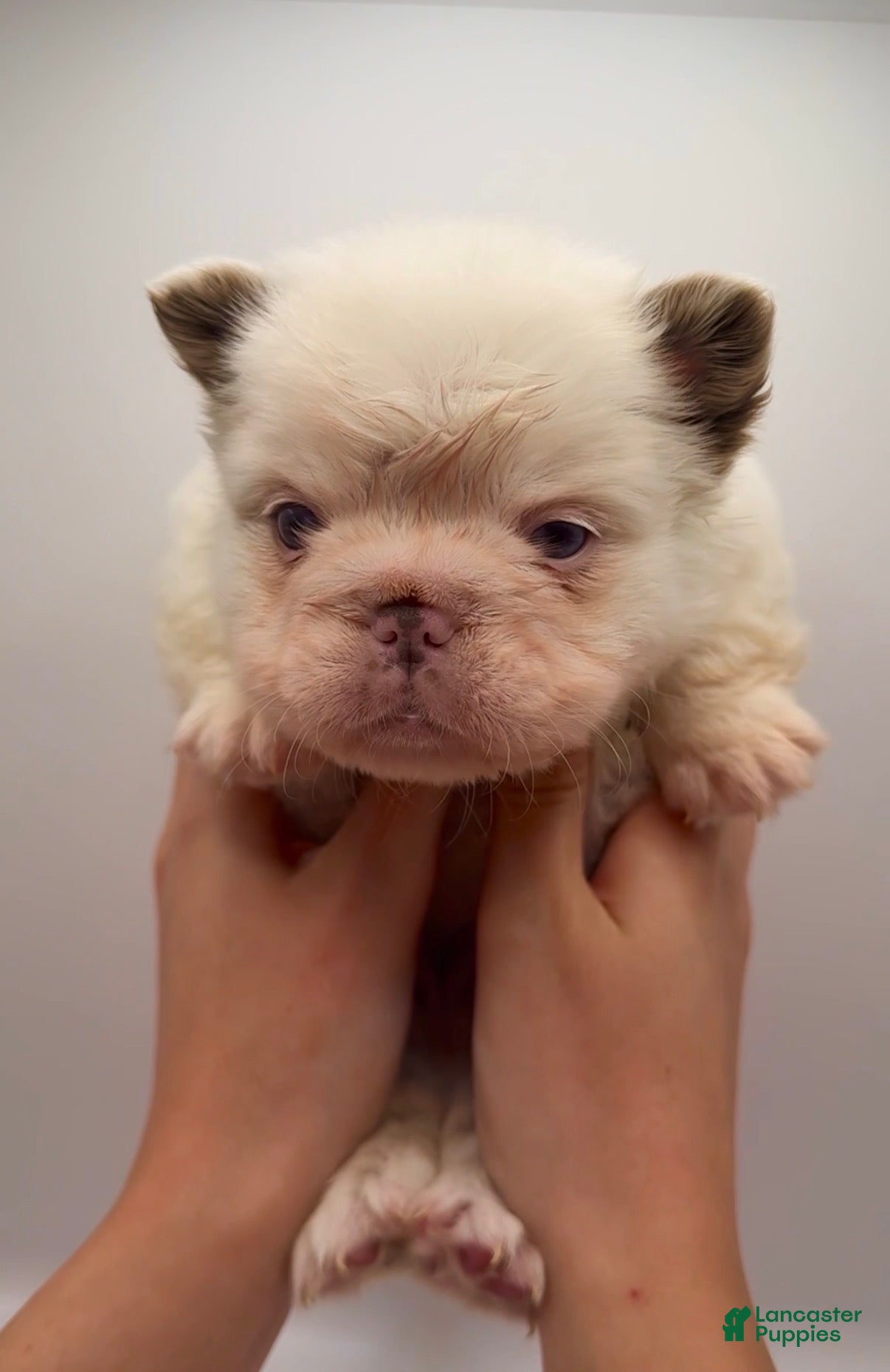 French Bulldog dogs French Bulldog Puppy 1 - Ad 2