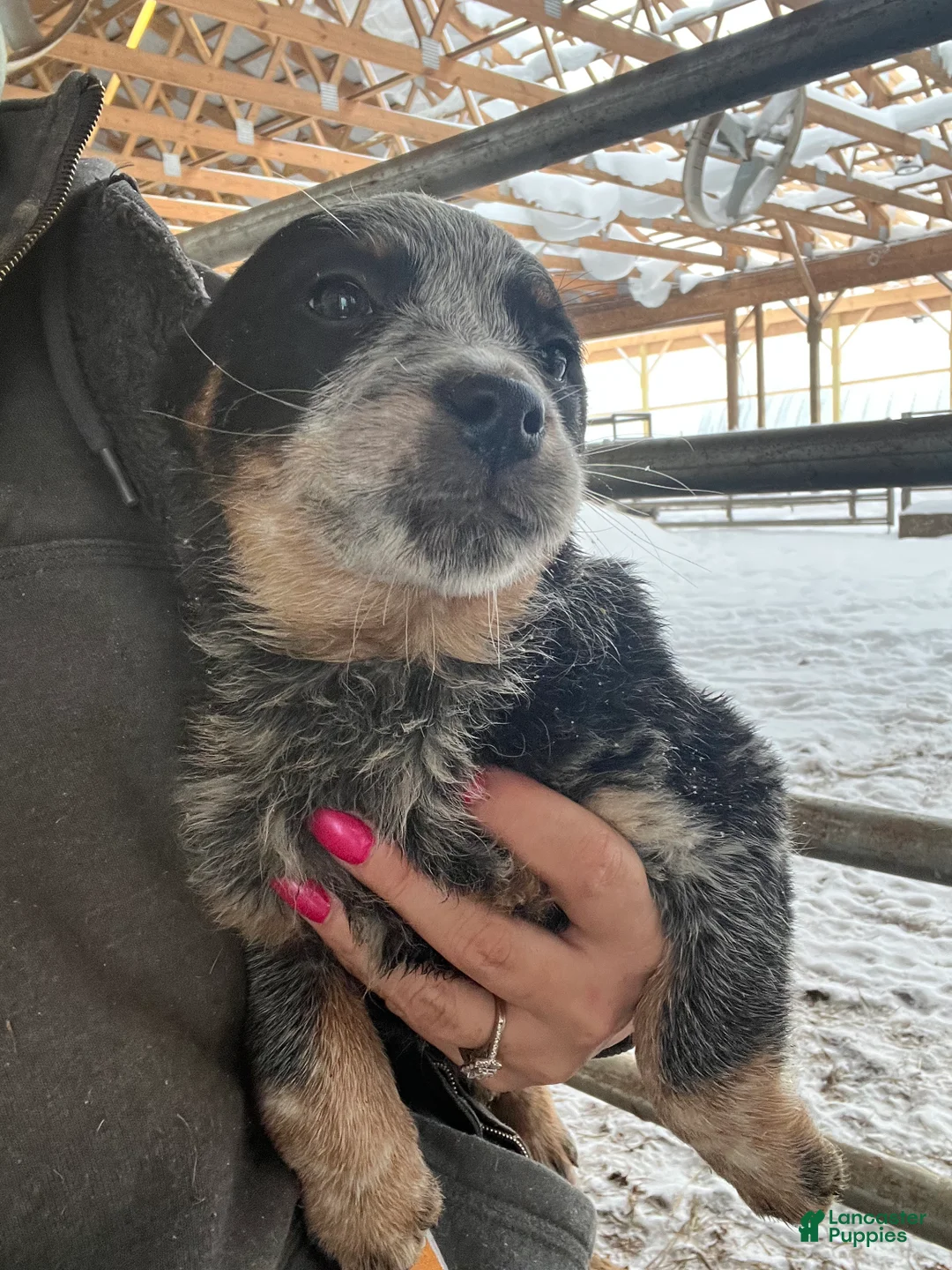 Australian Cattle Dog dogs for sale: Delilah - Ad 2