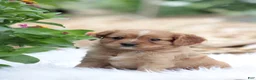 Cavapoo dogs for sale: Tosco - Ad 6