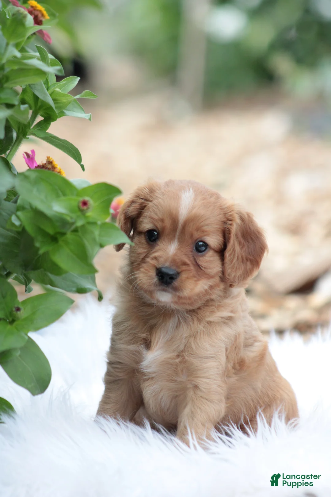 Cavapoo dogs for sale: Tosco - Ad 6