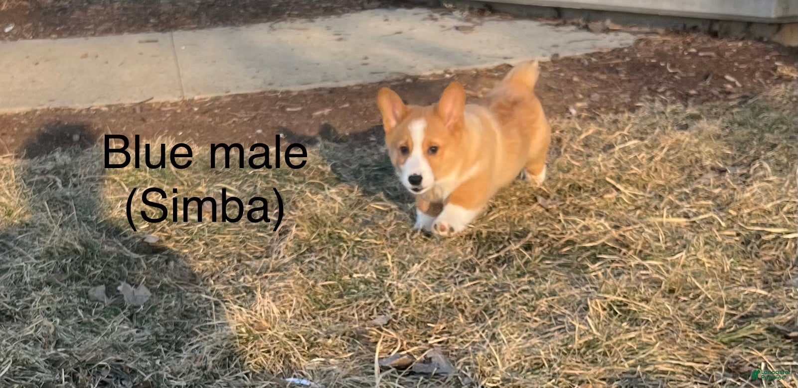 Welsh Corgi Pembroke dogs Welsh Corgi Pembroke Puppy 2 - Ad 34