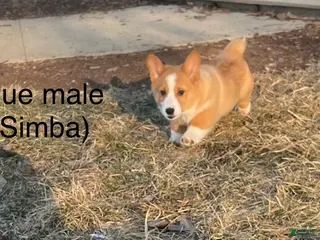 Welsh Corgi Pembroke dogs Welsh Corgi Pembroke Puppy 2 - Ad 34