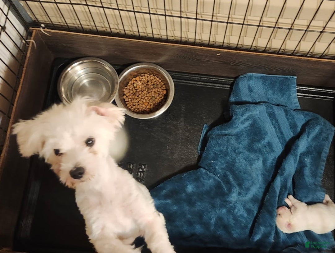 Maltese dogs for sale: Gucci - Ad 2