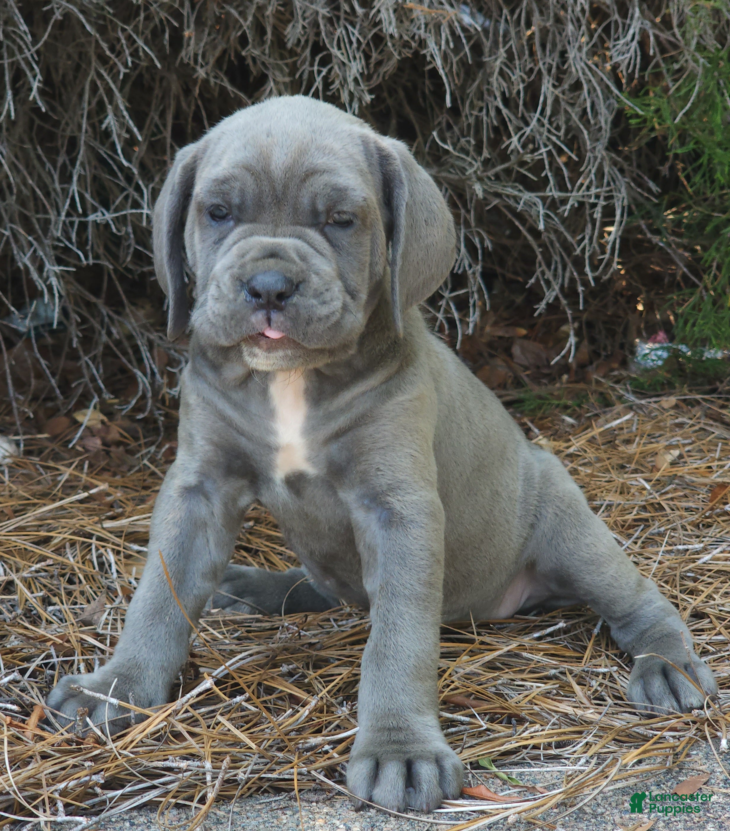 Neapolitan Mastiff dogs Sara - Ad 1