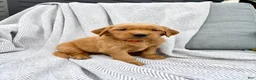 Golden Retriever dogs for sale: Kodiak (red collar) - Ad 1