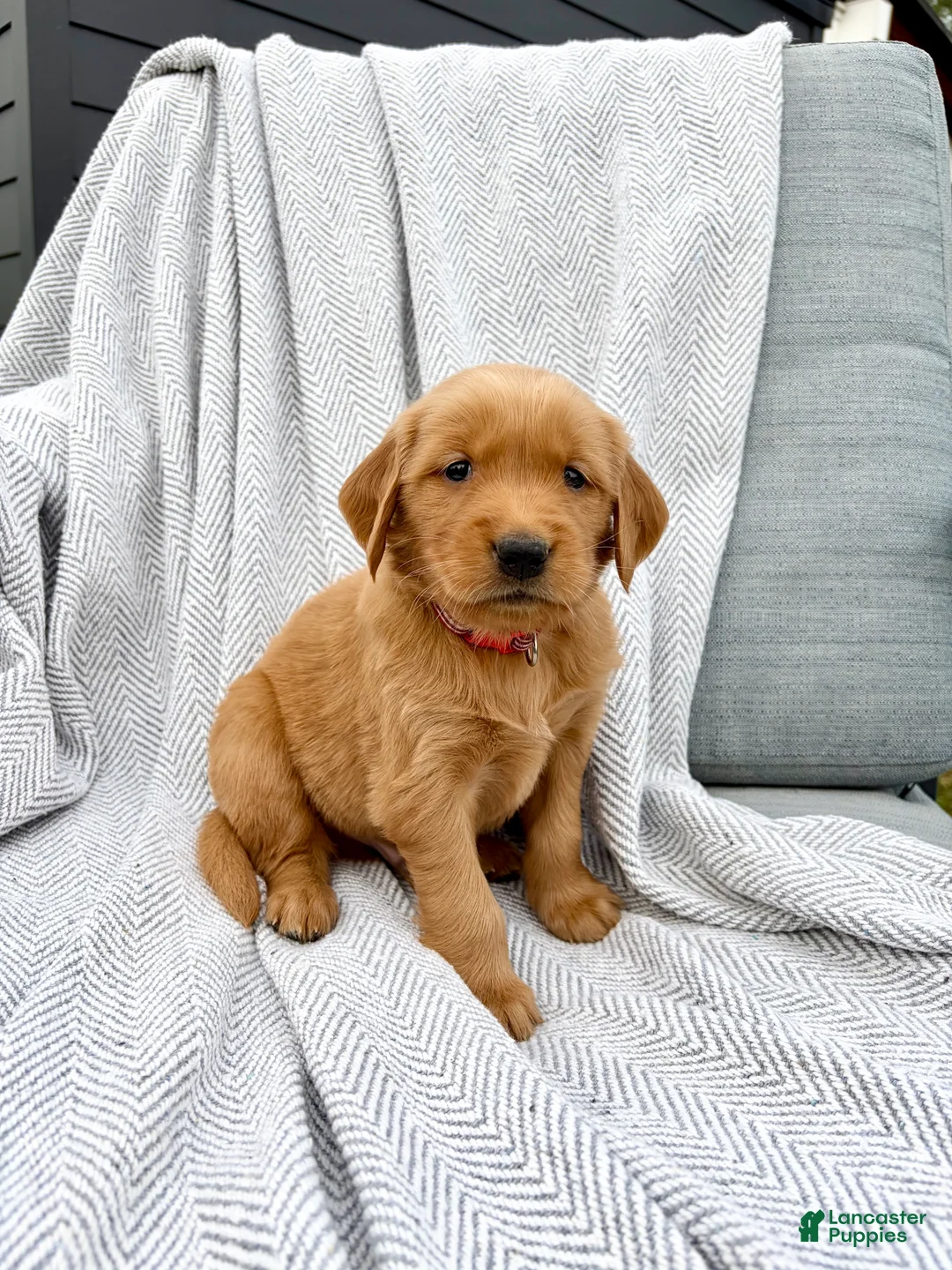 Golden Retriever dogs for sale: Kodiak (red collar) - Ad 1