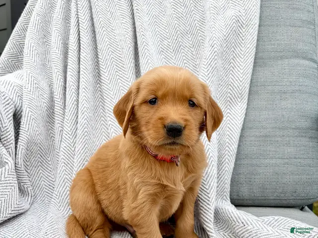 Golden Retriever dogs for sale: Kodiak (red collar) - Ad 1