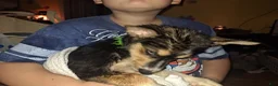 Mixed Breed dogs for sale: Sugar - Ad 14