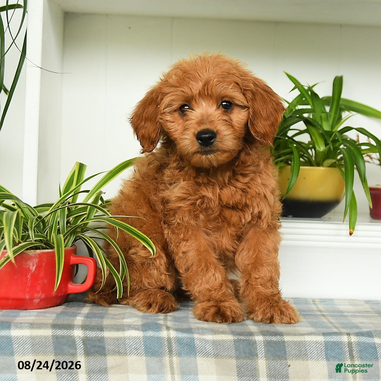 Mini Goldendoodle dogs Tanner - Ad 1