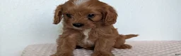 Cavapoo dogs for sale: Saint - Ad 3