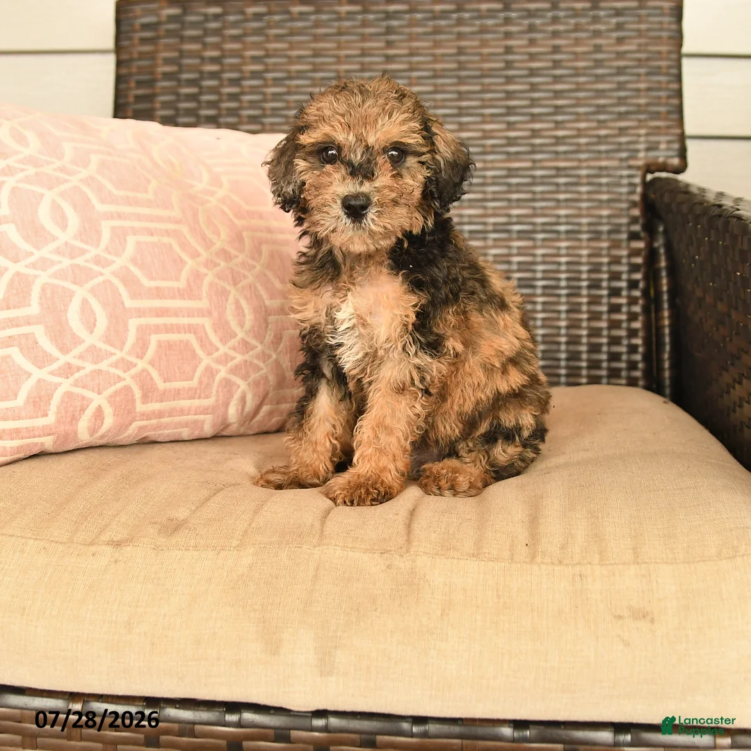 Miniature Poodle dogs for sale: Neva - Ad 1