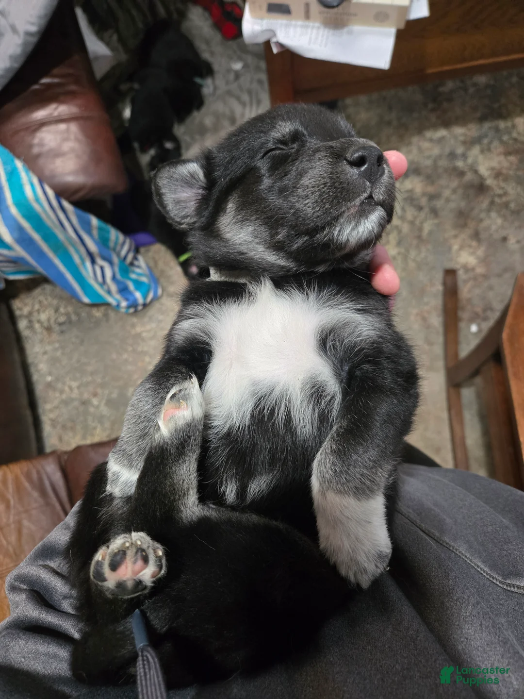 Goberian dogs for sale: Goberian gray Puppy 9 - Ad 1