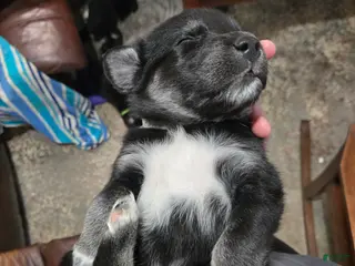 Goberian dogs Goberian gray Puppy 9 - Ad 8