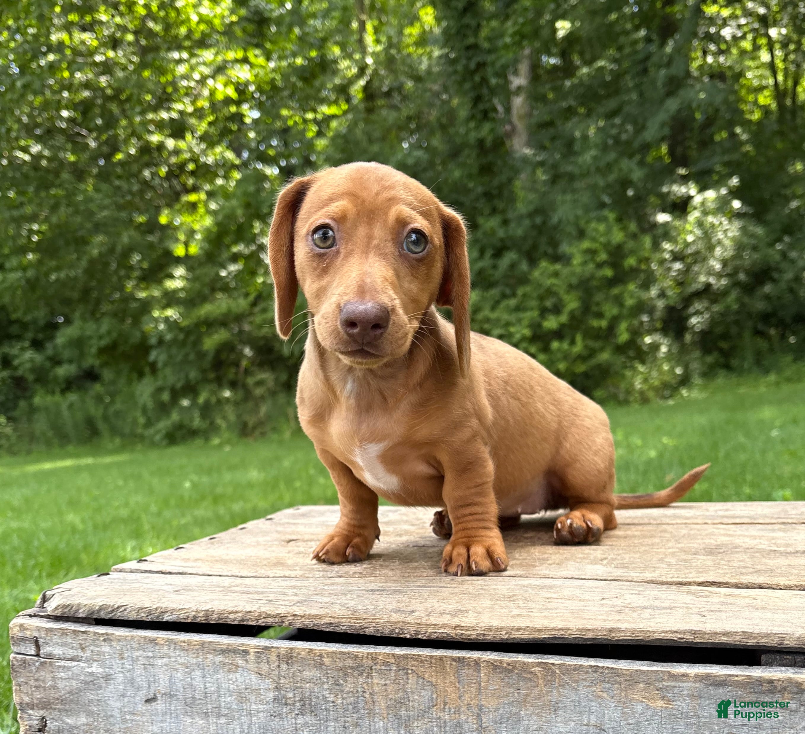 Dachshund dogs Raine - Ad 1