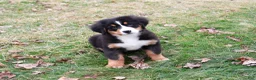 Bernese Mountain Dog dogs for sale: Snowflake  - Ad 5