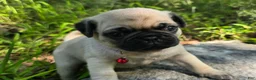 Pug dogs for sale: Moe - Ad 20