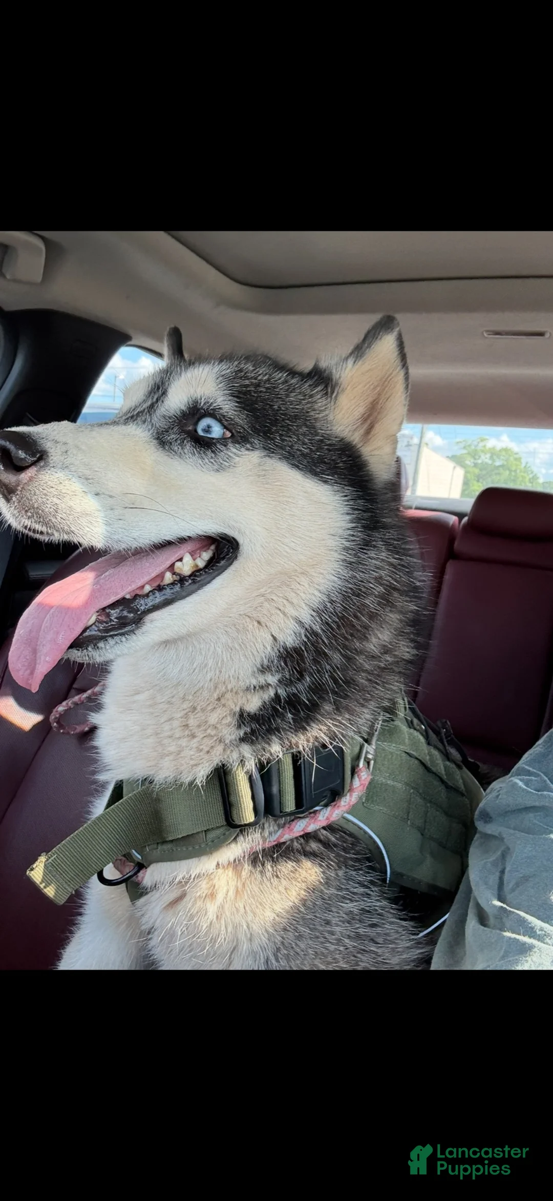 Siberian Husky dogs for sale: Siberian Husky 1 - Ad 1