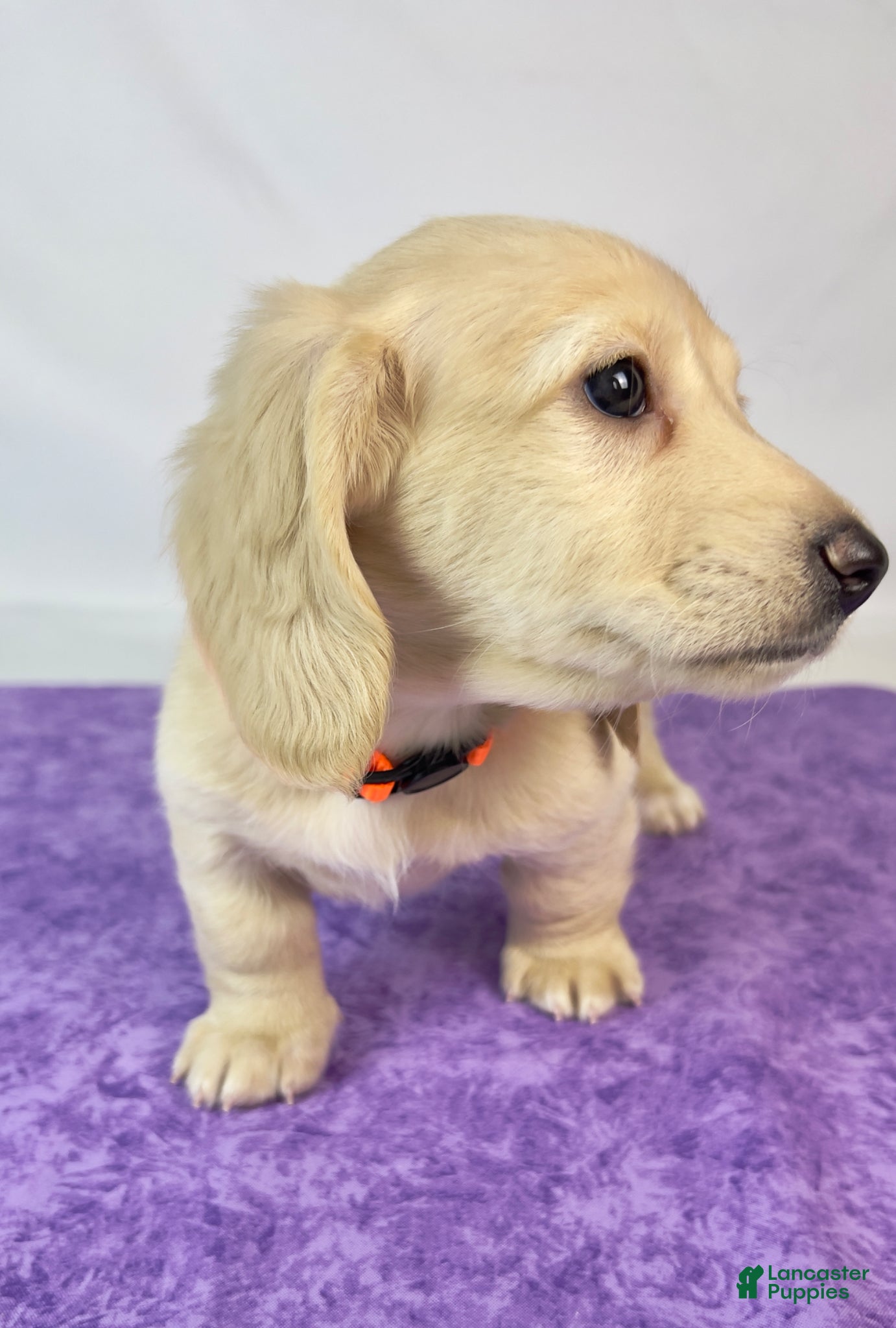 Miniature Dachshund dogs Cheddar - Ad 1