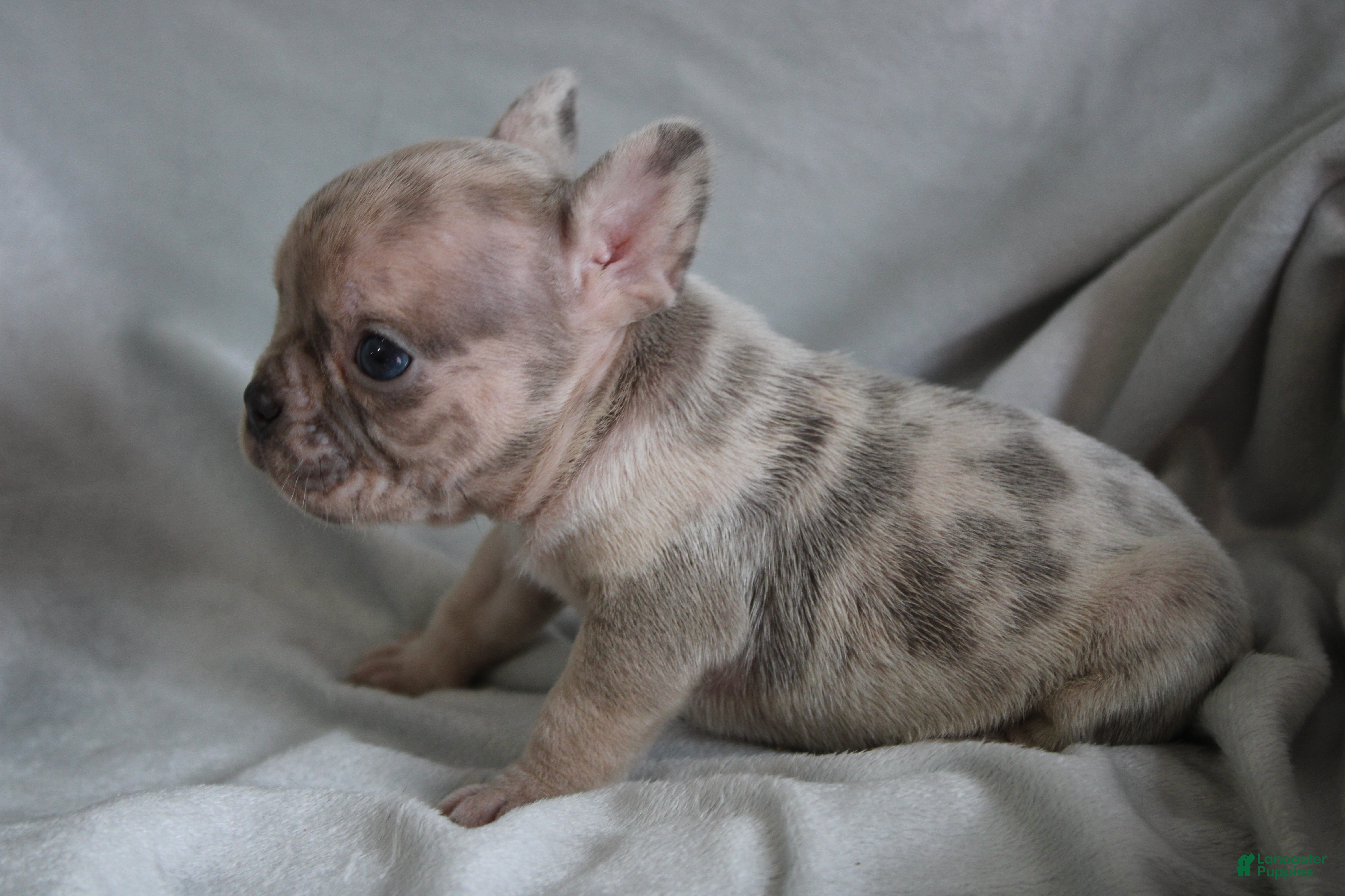 French Bulldog dogs HECTOR - Ad 13