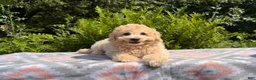 Eskipoo dogs for sale: Tommy - Ad 1