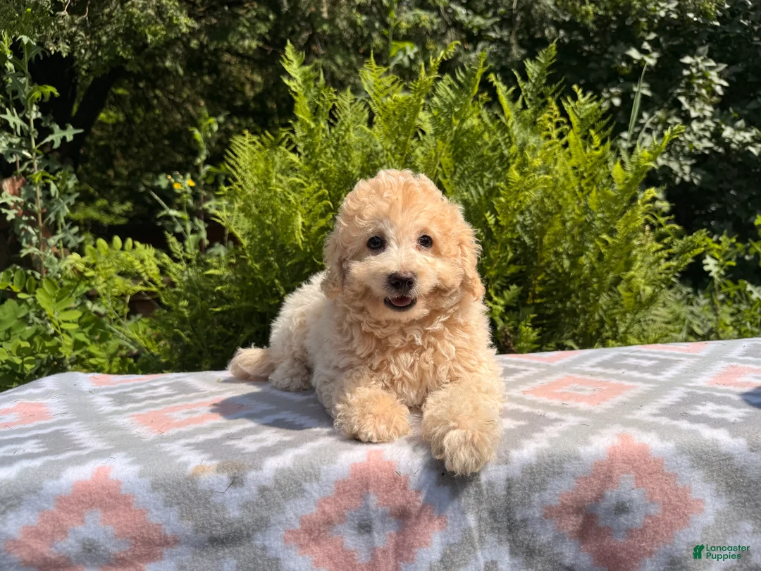 Eskipoo dogs for sale: Tommy - Ad 1