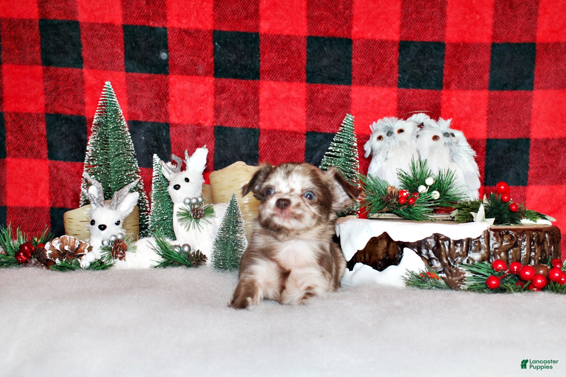 Chihuahua dogs Wilhelmina - Ad 16