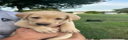 Labrador Retriever dogs for sale:  Ember - Ad 4