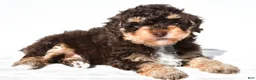 Miniature Poodle dogs for sale: Franky - Ad 6