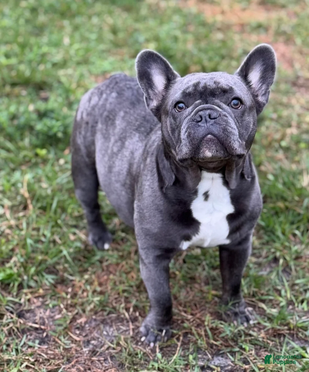 French Bulldog dogs for sale: Louie - Ad 5