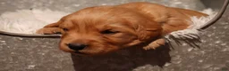 Golden Retriever dogs for sale: Indi - AKC, Genetically Clear - Ad 3