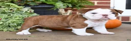 English Bulldog dogs for sale: Sandy - Ad 4