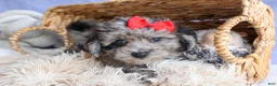 Bichpoo dogs for sale: NORMAN - Ad 4