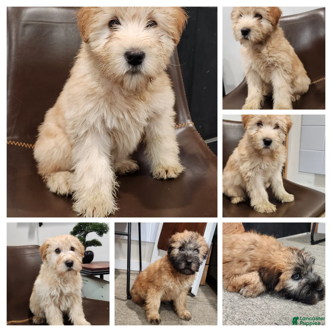 Soft Coated Wheaten Terrier dogs for sale: Lexi - Ad 3