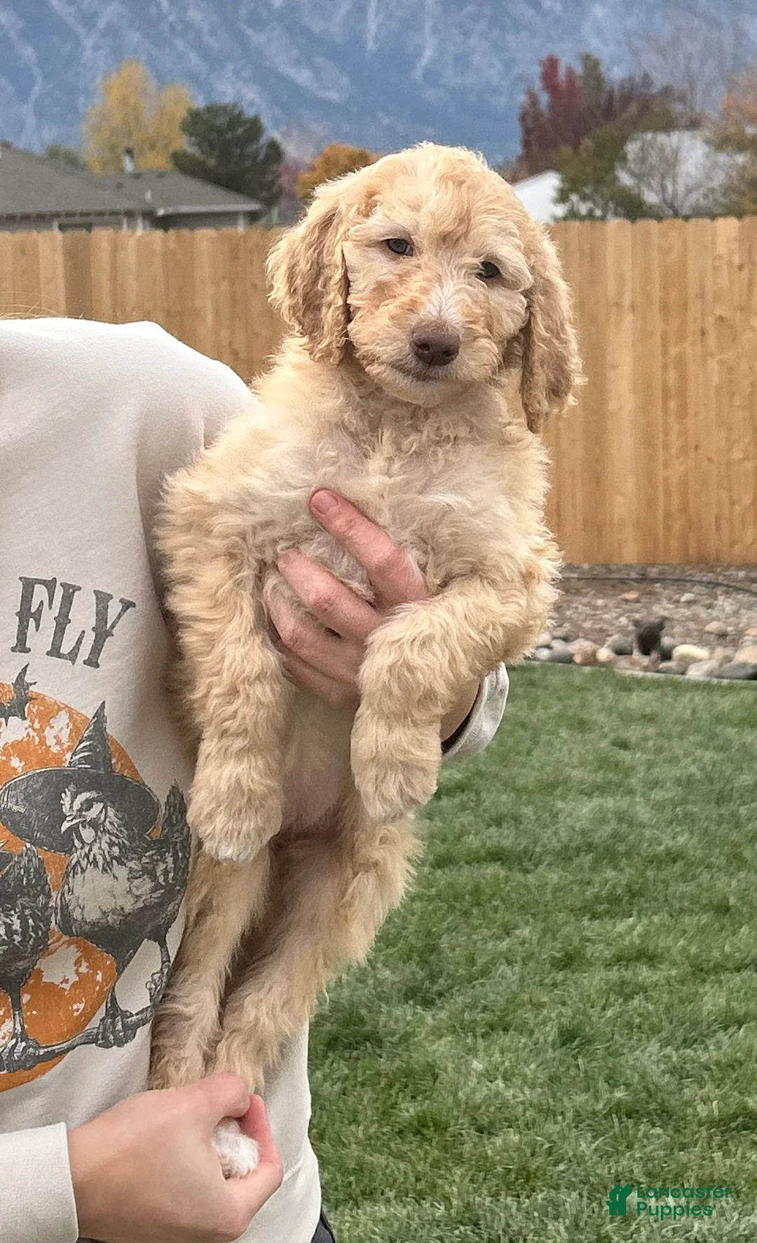 Standard Poodle dogs for sale: Standard Poodle 8 - Ad 1