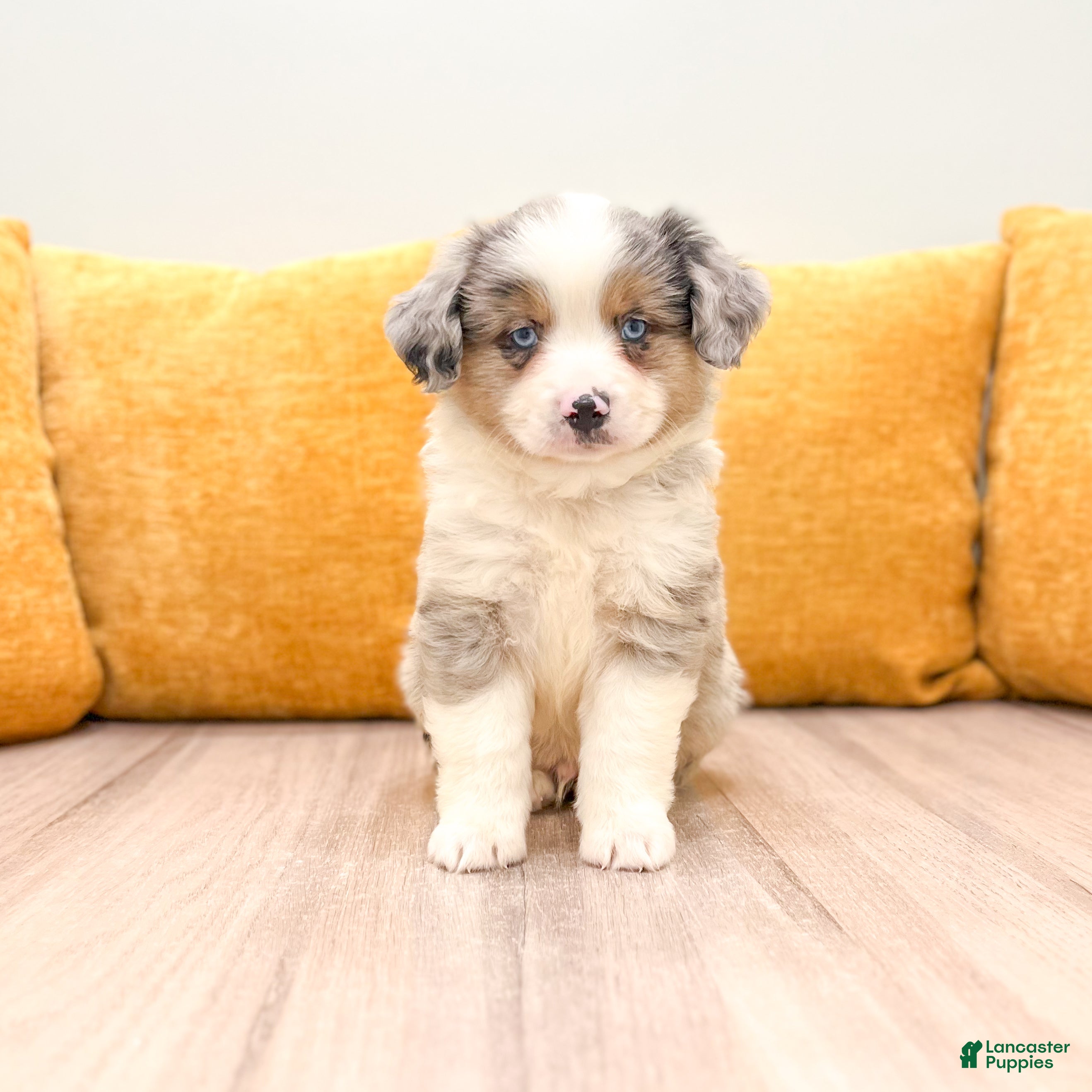 Miniature Australian Shepherd dogs Buddy - Ad 1