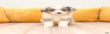 Buddy