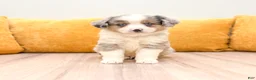Miniature Australian Shepherd dogs for sale: Buddy - Ad 1