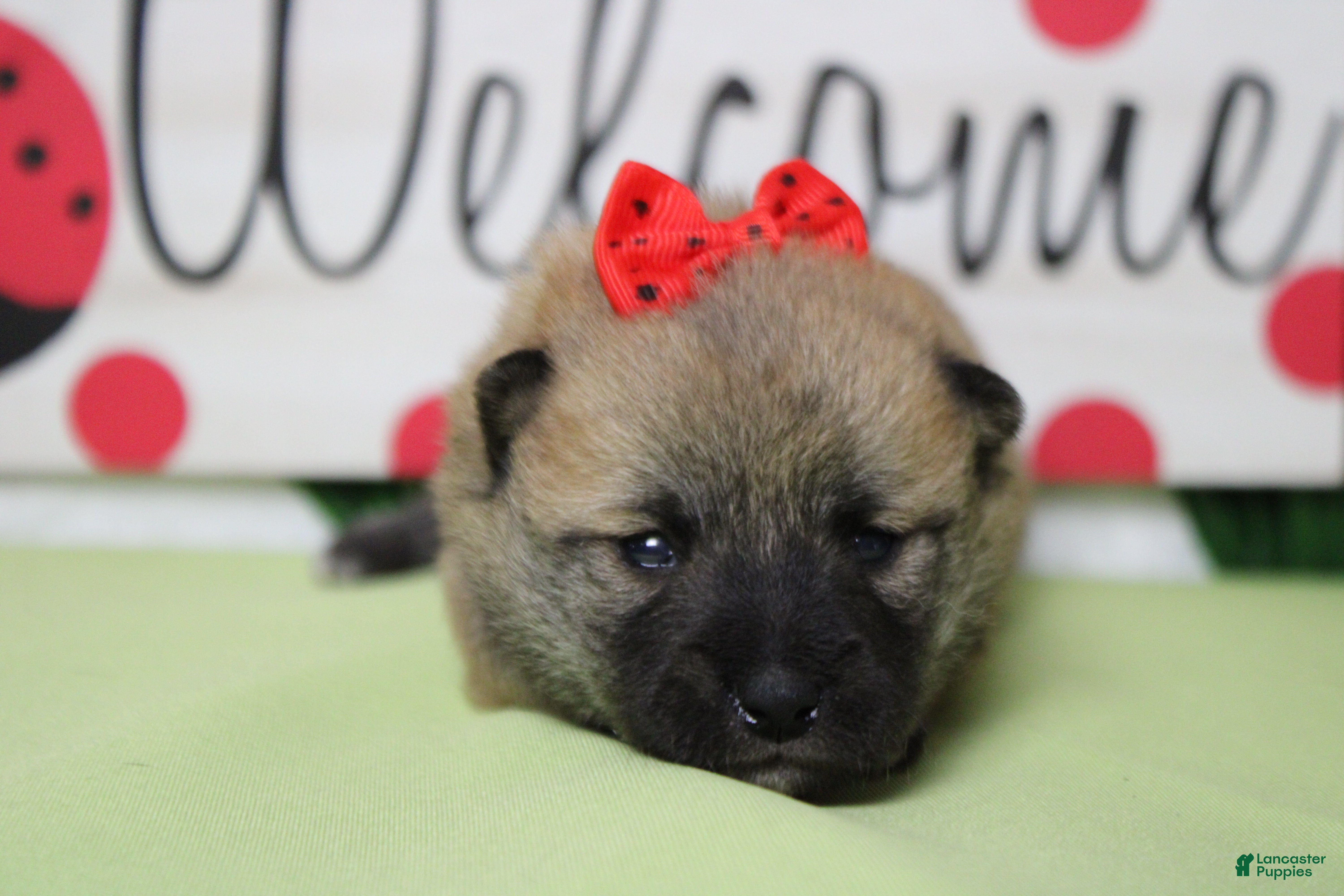 Shiba Inu dogs Cyndi  - Ad 1