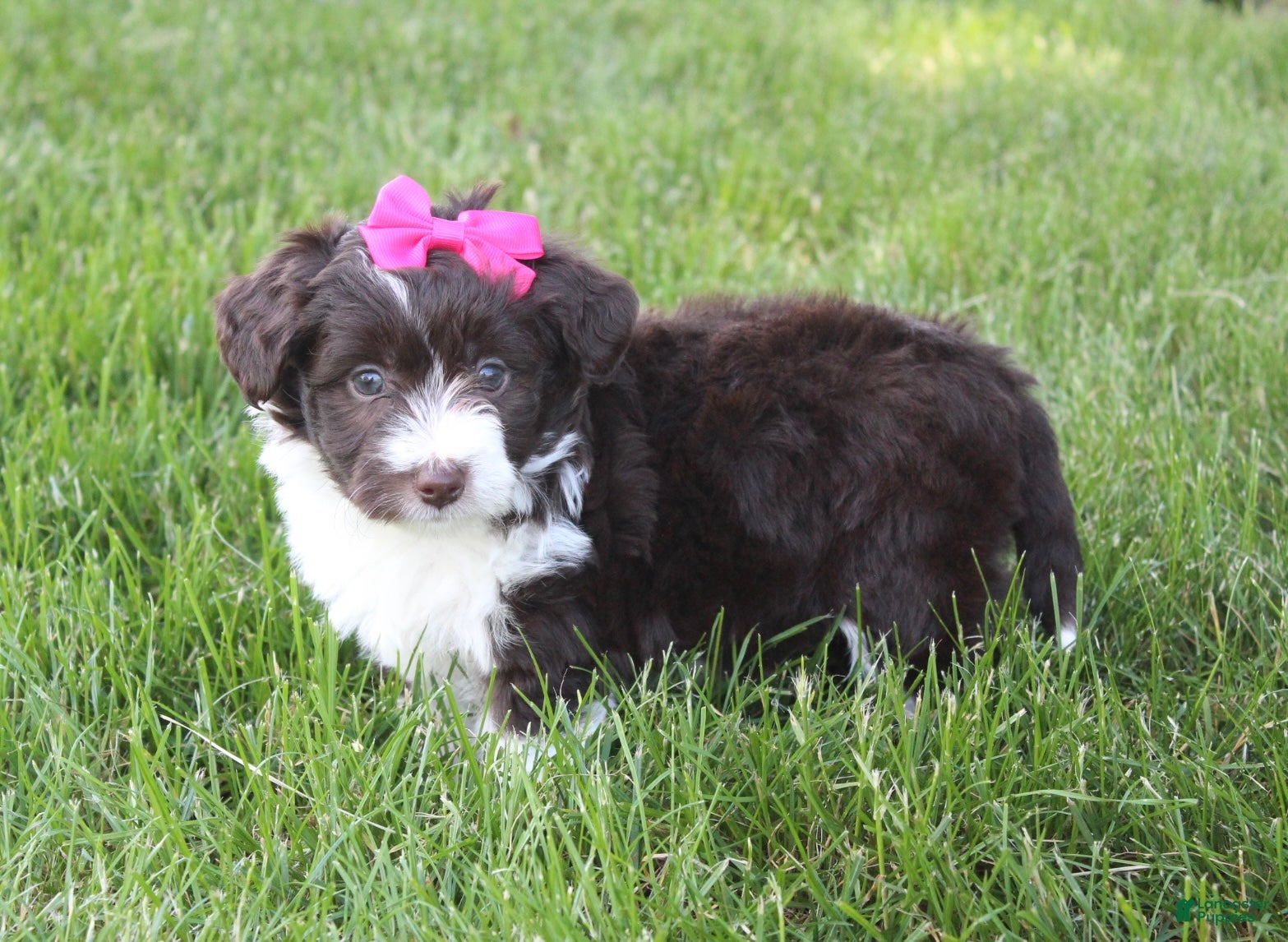 Mini Aussiedoodle dogs for sale: Jamie 🎀 - Ad 8