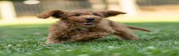 Cavapoo dogs for sale: Jasper Cavapoo  - Ad 3