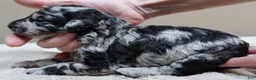 Toy Poodle dogs for sale: Marley blue merle - Ad 11