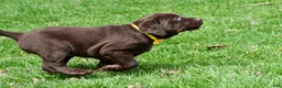 Labrador Retriever dogs for sale: Bell - Ad 12