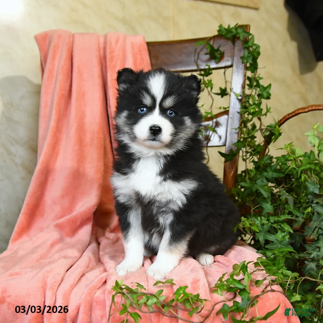 Pomsky dogs for sale: Sophie - Ad 1