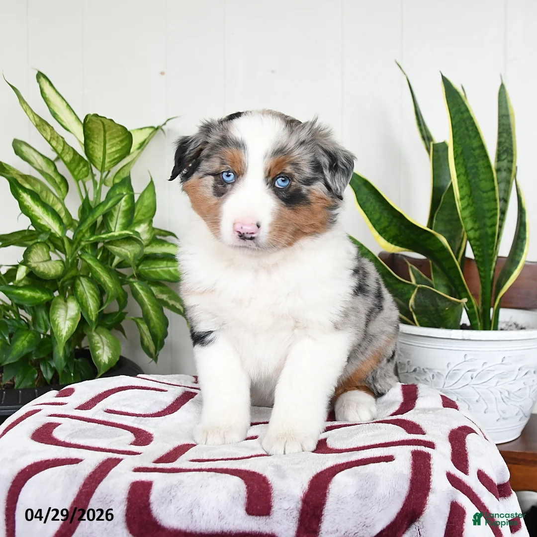 Australian Shepherd dogs for sale: Fern - Ad 1