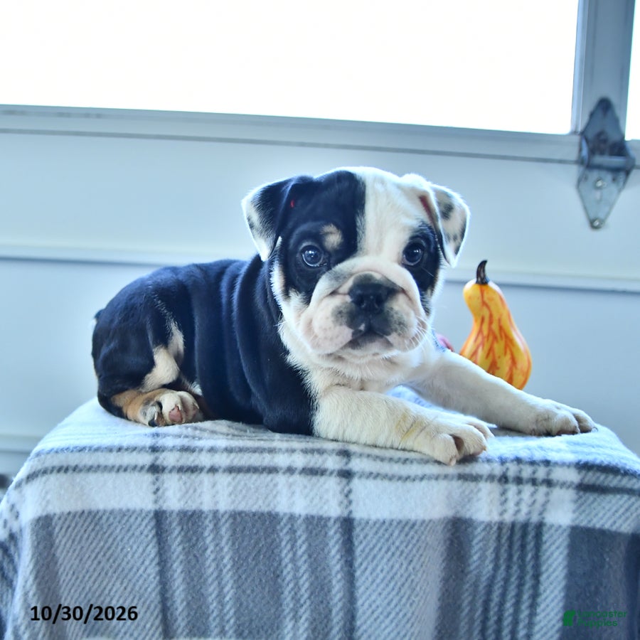 English Bulldog dogs for sale: Blossom - Ad 2