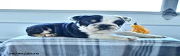 English Bulldog dogs for sale: Blossom - Ad 2